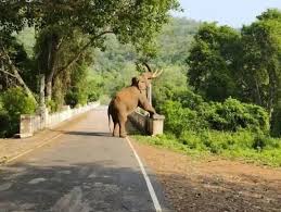 ELEPHO.jpg