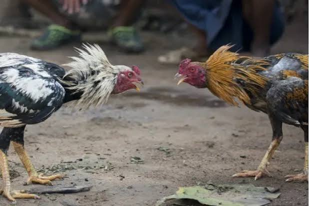தமிழ்நாட்டில் சேவல் சண்டைக்கு முழுமையான தடை விதிக்கப்படவில்லை என்று டிஜிபி சாா்பாக உயர் நீதிமன்றத்தில் விளக்கம்